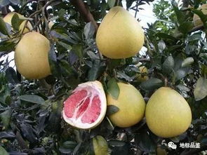 贵州地理标志水果与家用电器的奇妙结合